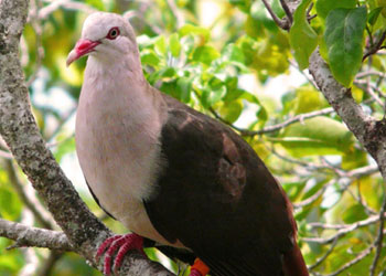 location southeast pink pigeon mauritius io